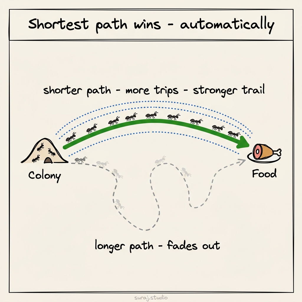 Shortest path wins - automatically. Shorter trips mean more pheromone reinforcement, so the direct path dominates while detours fade out.